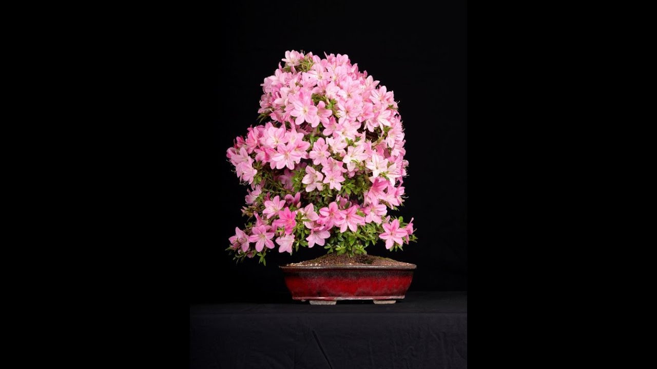 Azalea 