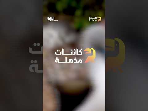 أكثر الطيور غرابة