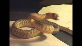 Angry Python at Daytona Reptile Expo