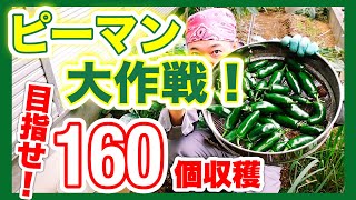 【ピーマンの育て方】目指せ160個収穫！！ピーマン大作戦！！　～狭い庭で家庭菜園～