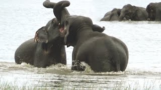 Herd Of Elephants Bathing Happily In The Lake At Kaudulla National Park |カウドゥラ国立公園の湖で幸せそうに水浴びするゾウの群れ