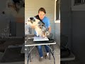 What actually happens when your pet has a dental under anesthesia 🦷