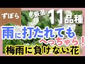 梅雨も美しい！雨が降ってもへこたれない強い花💐厳選11品種【ずぼらガーデニング】【園芸】