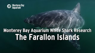 Project White Shark - The Farallon Islands