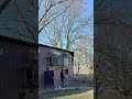 Brieftaubentraining am Schlag #brieftauben #pigeons