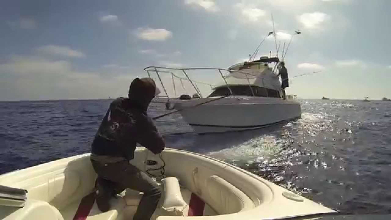 Horseshoe Kelp Colliding Vessels YouTube