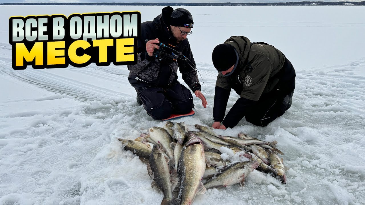 Лучшая ПРИМАНКА для поиска судака / Наловил мешок