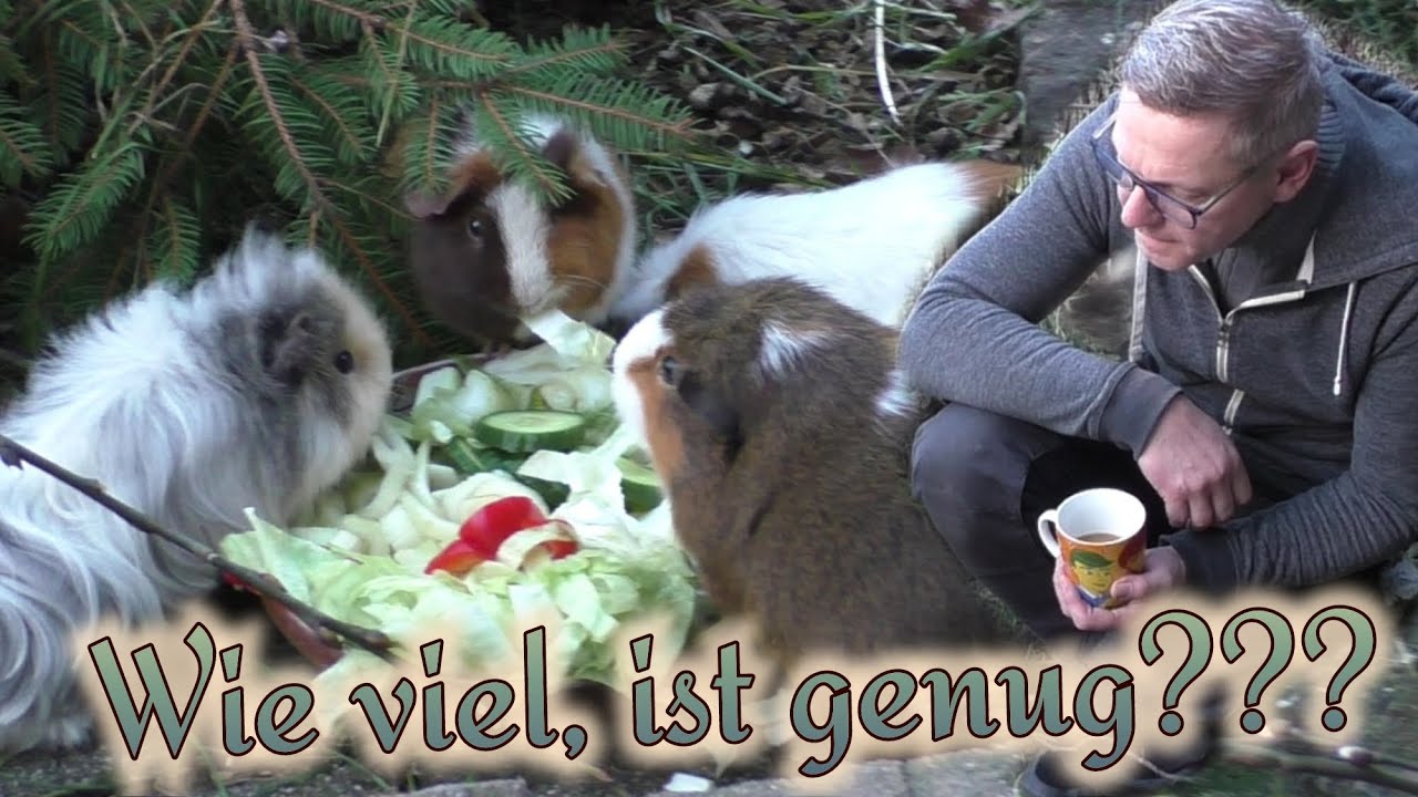 Brauchen Meerschweinchen 24h Frischfutter? /Artgerechte Fütterung von Meeris in Gefangenschaft?