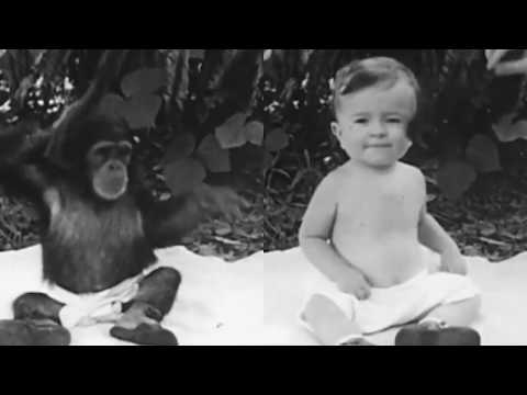 Ape and Child Raised Together in Scientific Experiment