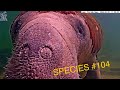 Holy sea cow species 104