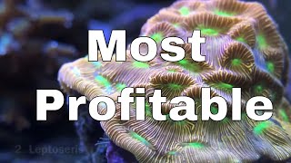 Top 5 Most Profitable Intermediate Corals