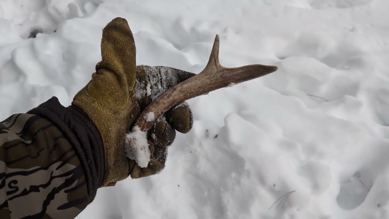 2026 Shed Hunting- "Pocketful of Dinks" PA Private 
