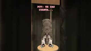 Te Das Cuenta Que Este Juego Está Maldito Kitten Cat Simulator
