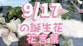 9 17の誕生花と花言葉 園芸のぶチャンネル ９月 １７日 ガーデニング 雑学 トリビア ハツユキカズラ Youtube
