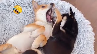 Two Dogs Are Playing Happily  🐶 🐶Compilation Moment Funny And Fail of Puppy and Kitten