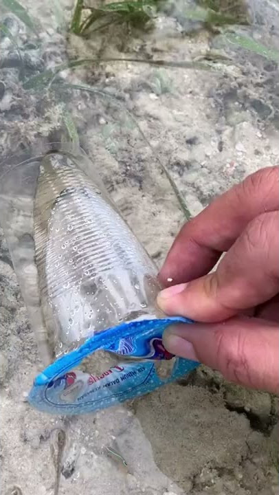 Menangkap ikan hias cantik pakai wadah air mineral 😅😅😅