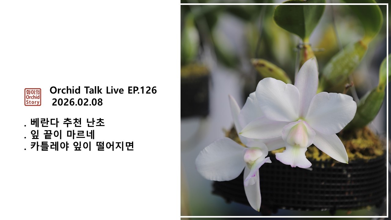 [화이 오키드 Live EP.126] 카틀레야 잎이 떨어지면 이것 때문