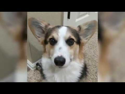 how to stop corgi barking