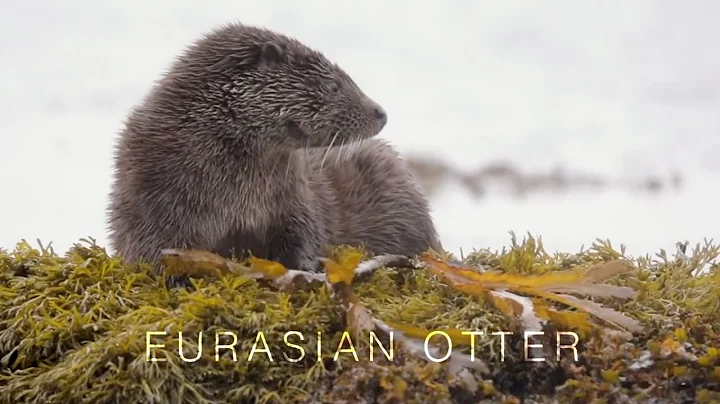 Cute Mountain Hares and Playful Otters! | The Scie...