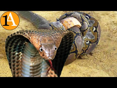 Jede Schlange hat Angst vor der Königskobra    Kobra - König der Schlangen