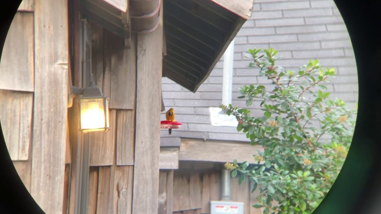 Hooded Oriole 