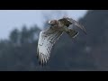 Biancone in volo, incontro ravvicinato