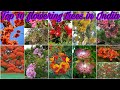 Top 10 flowering trees in indiaparmanent outdoor flowering trees 