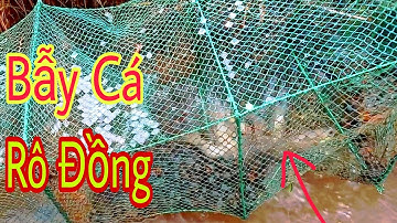 Bẫy Cá Rô Đồng Theo Đường Nước Lên Ruộng Sau Những Ngày Mưa Bão Kéo Dài / cảnh miền tây 84.