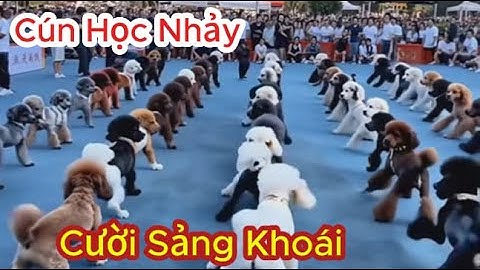 Những tình huống hài hước của thú cưng khiến bạn không thể nhịn được cười -  Mèo, Chó, Động Vật 😂