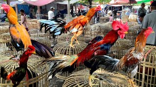 Pasar Bekonang mantap bosku Komplit banyak pilihan ada wilah gagah ganteng wirkun dan klabu josjis