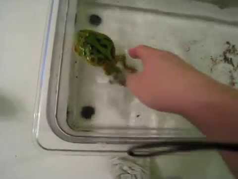 frog pacman swim