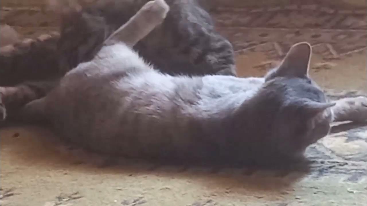 Братик с сестрой Кот Шпрот и киса Дымка утренний уход - YouTube