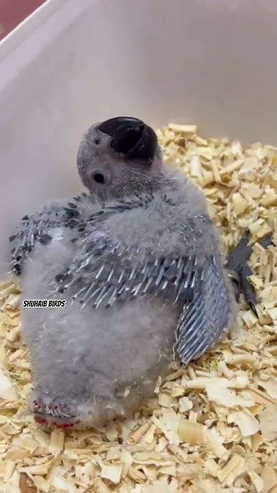 💥Tamed Bird’s🦜₹1500 முதல் ,Birds Farm tamil 😱 talking birds,shuhaib birds #petstamil​