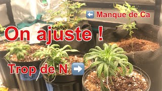 JDB#2: Calcium, Azote, LST et Mycorrhizal Fungi.