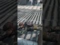 friendly fire happens sometimes lol #dayz #gaming #shorts