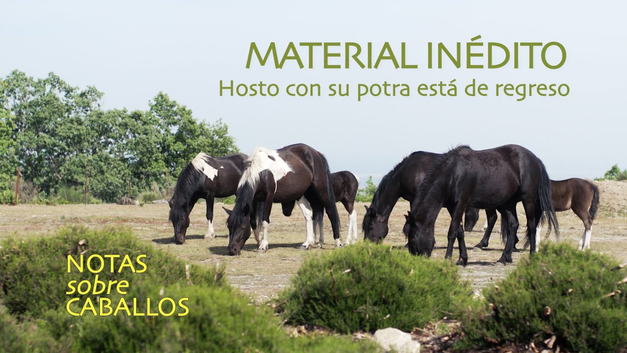 Hosto se reune con su banda | Caballos Pottoka en Libertad