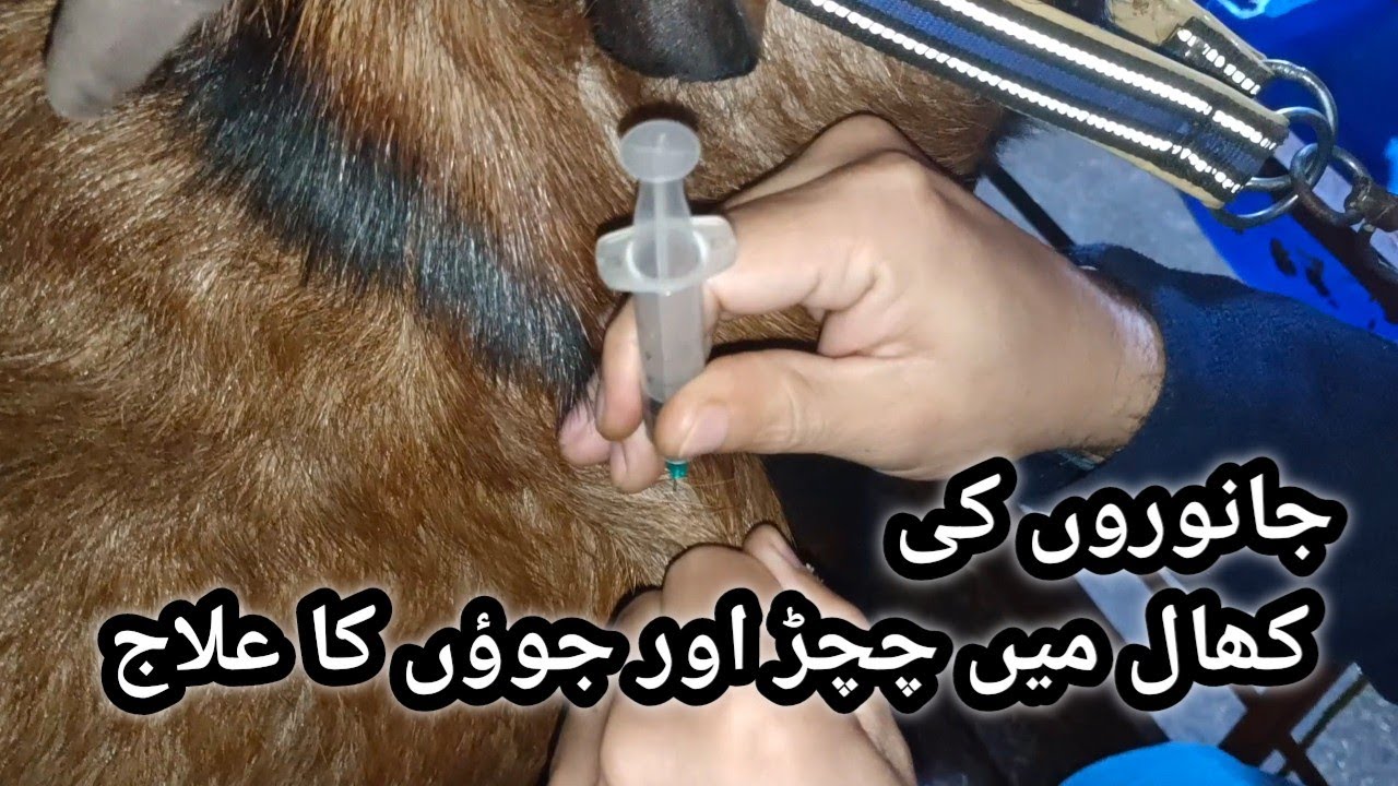 Deworming part 2 ll Treatment of mites and ticks in animal skin ll janwaroon ki khal main injection 