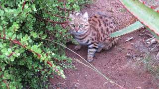 Feeding the black footed cats