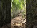 ASMR Hiking Among Towering Bamboo Forests #natureasmr #bambooforest #chinatravel