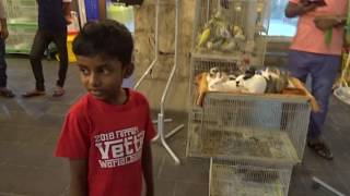 Pet Shopping @ Souq Waqif screenshot 1