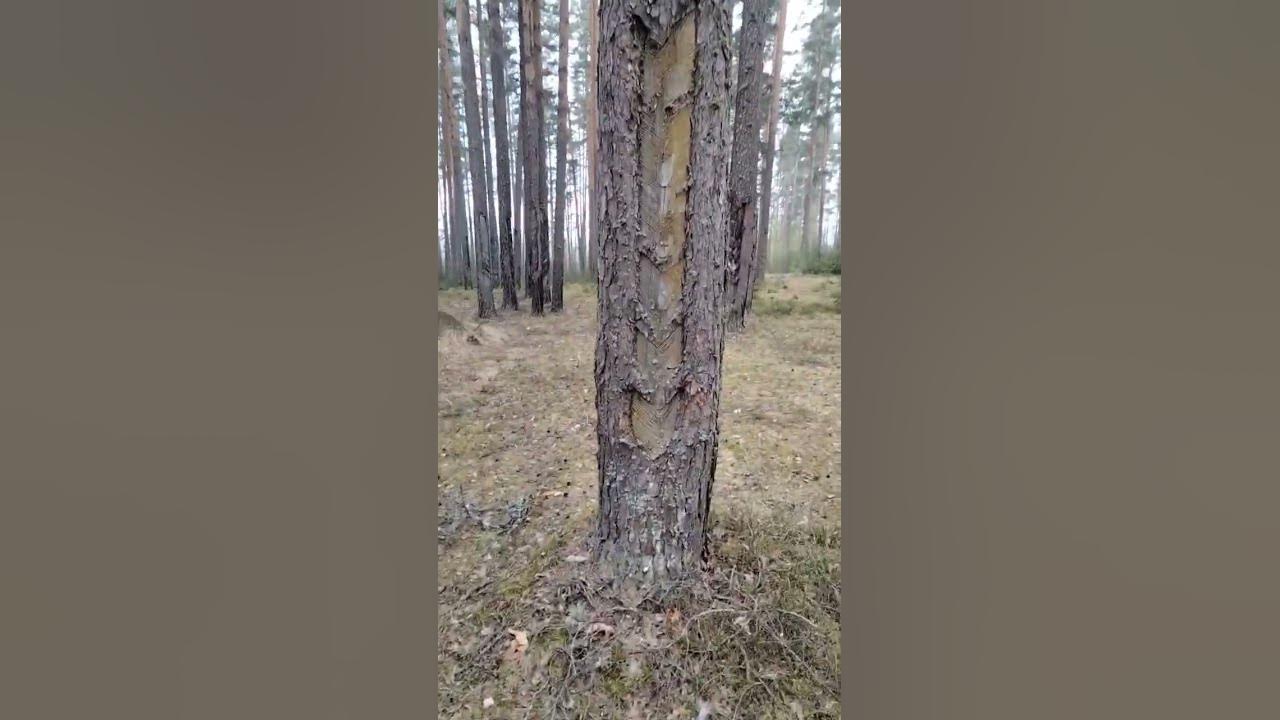 метки на дереве - YouTube
