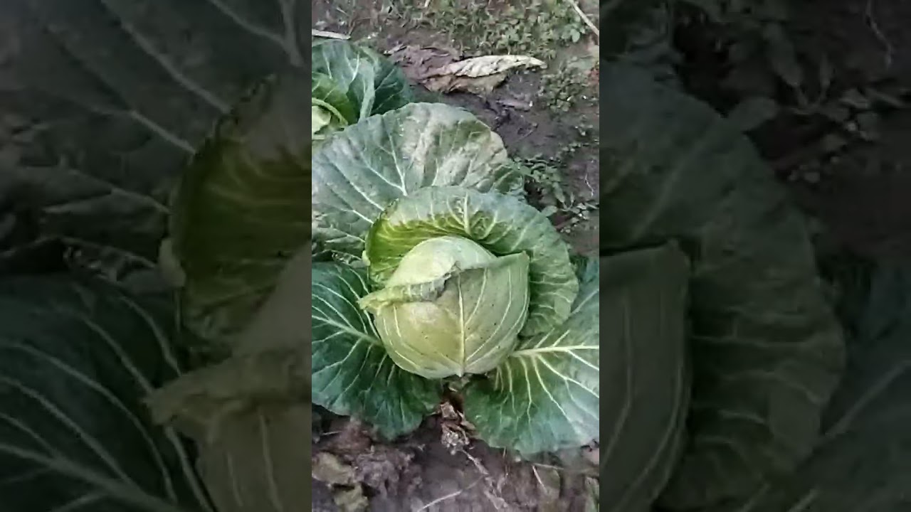 A day on my farm.simple living,fresh vegetable !