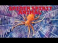 This is what the spirit of the Spider is telling you 🕷