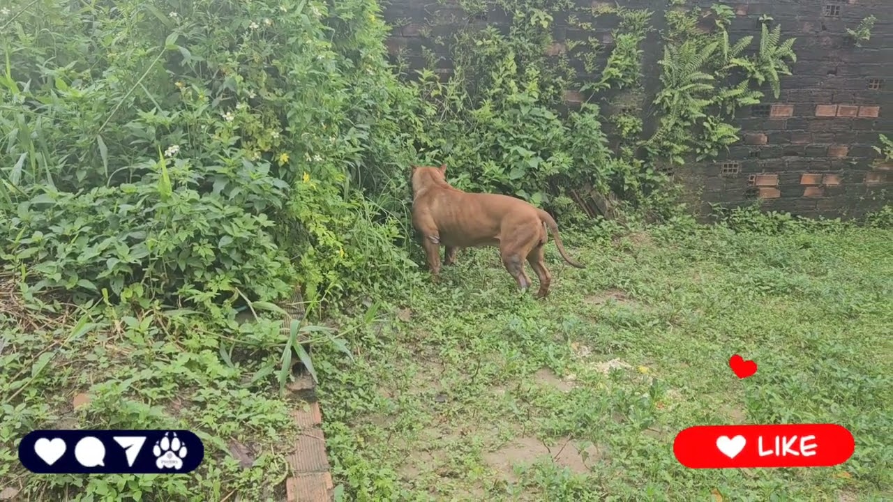 American Bully red Lion 