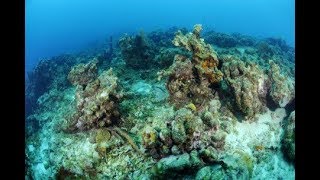 BBC Documentary Films HD 2017 - Dying Coral Reefs Documentary 2017