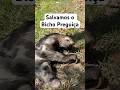 Salvamos o Bicho Preguiça #amazonas #natureza