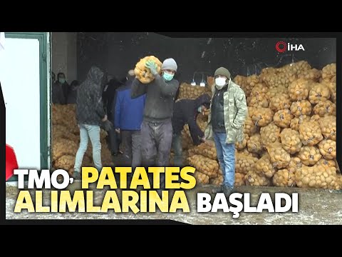 TMO,  ( Toprak Mahsulleri Ofisi ) Patates Alımlarına Başladı