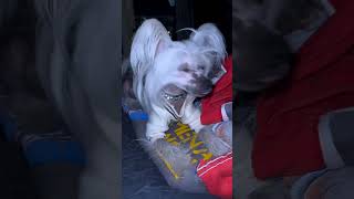 Chinese Crested Dog Breed  | Animals Breeds #animalshorts #dogbreed #shortvideo #doglovers