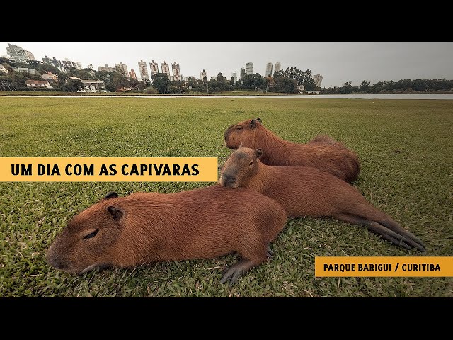 A live em q o godenot mandou salve para as capivaras de curitiba