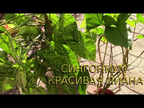 КРАСИВАЯ ЛИАНА СИНГОНИУМ. КАКИЕ СИНГОНИУМЫ РАСТУТ У ВАС?